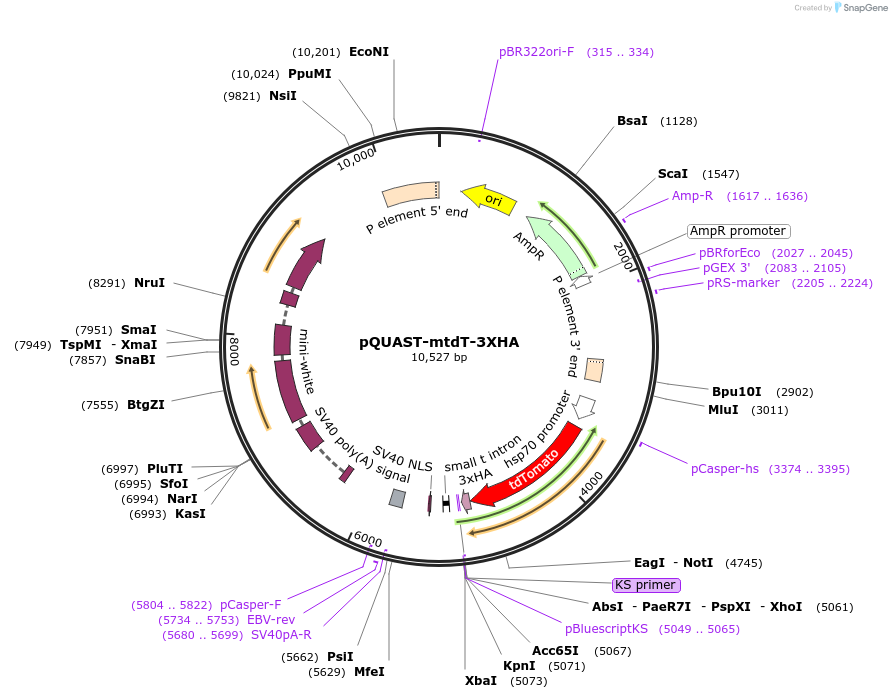 24354-plasmid-map-sequence-id-11386