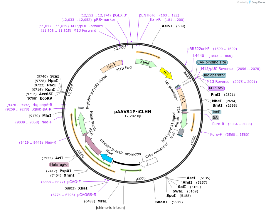 66579-plasmid-map-sequence-id-113863