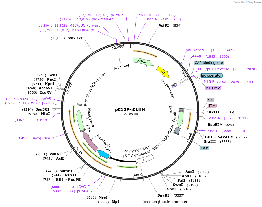 66580-plasmid-map-sequence-id-113864