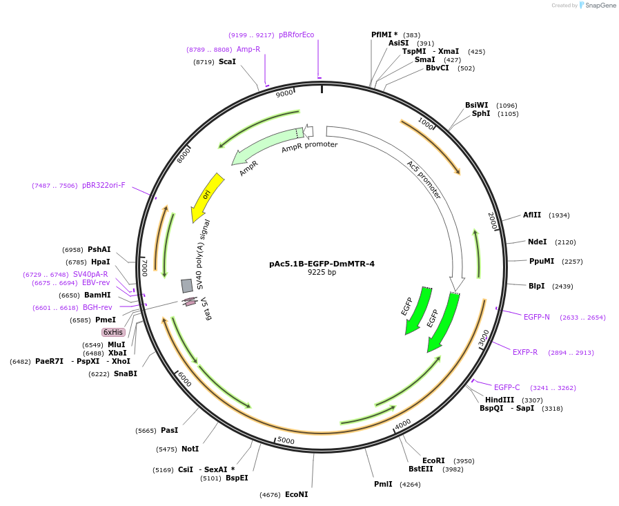 66591-plasmid-map-sequence-id-113866