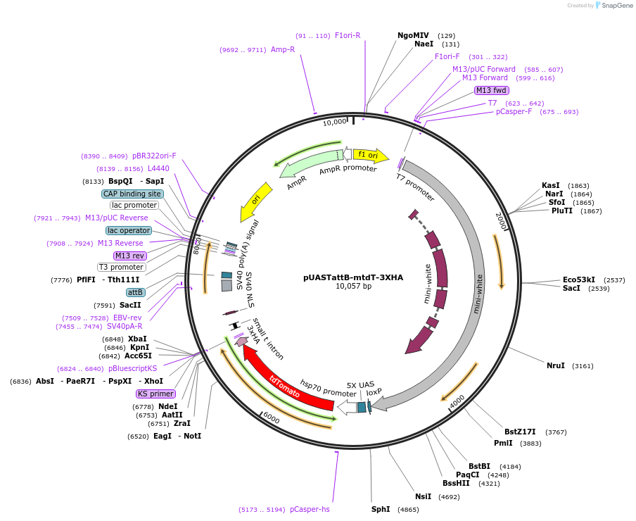 24355-plasmid-map-sequence-id-11387