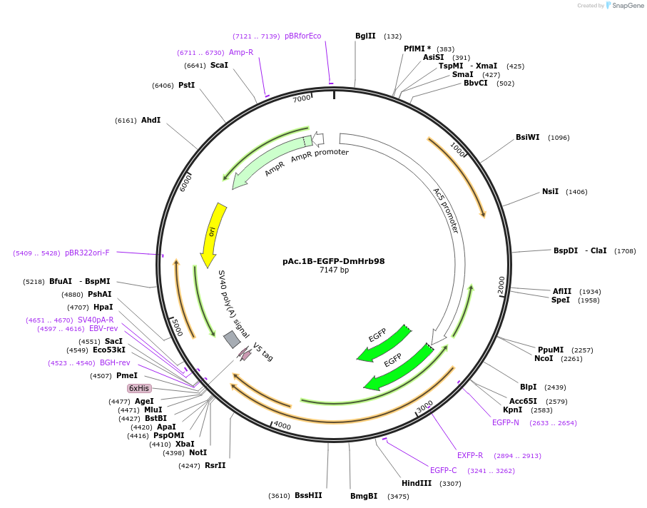 66595-plasmid-map-sequence-id-113871