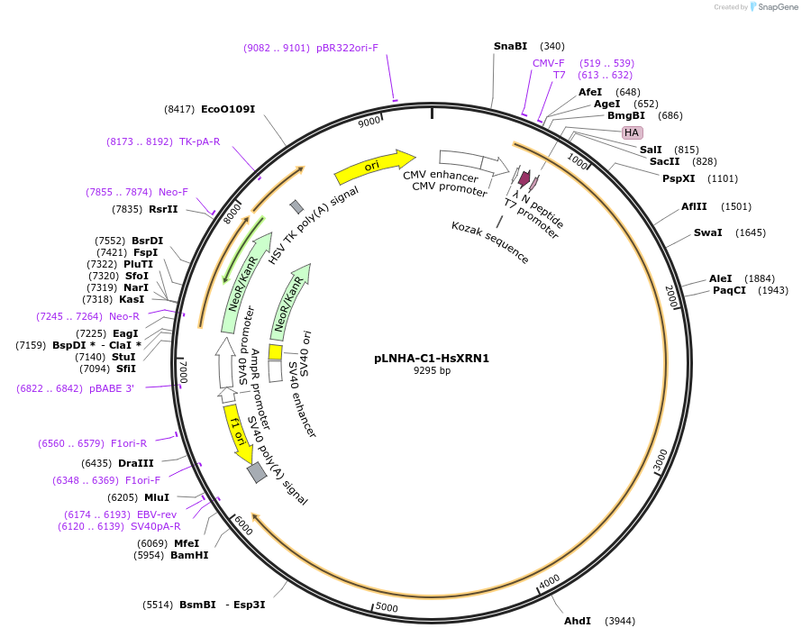 66596-plasmid-map-sequence-id-113876