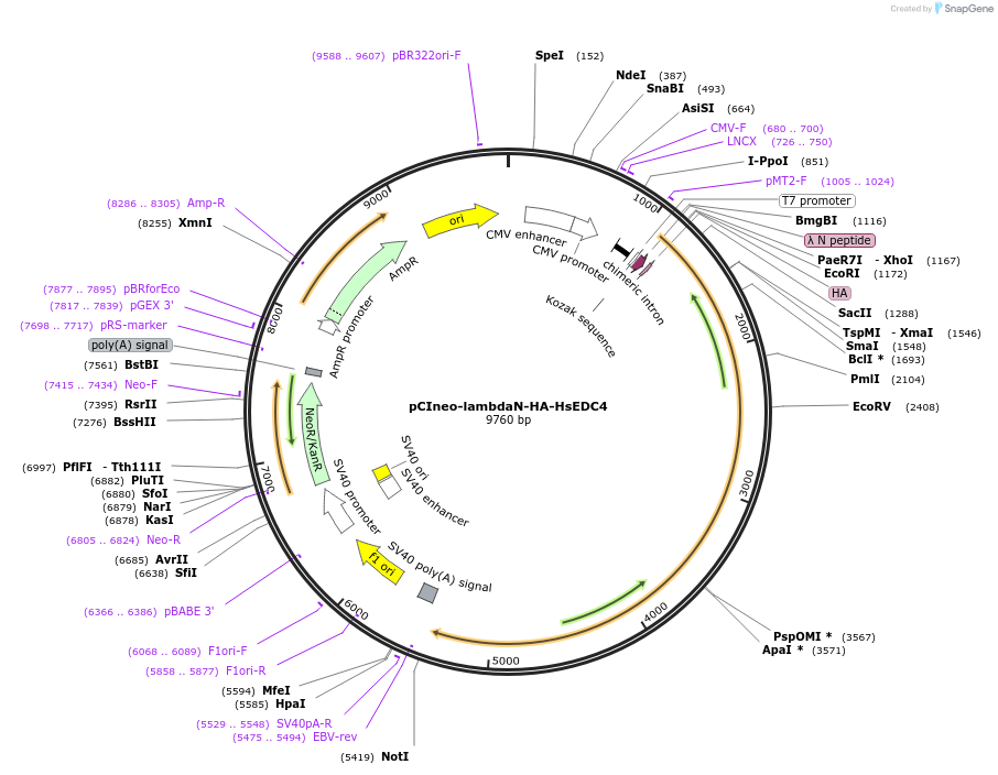 66597-plasmid-map-sequence-id-113879