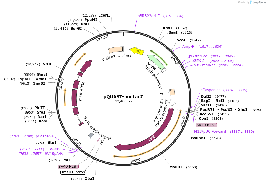 24356-plasmid-map-sequence-id-11388