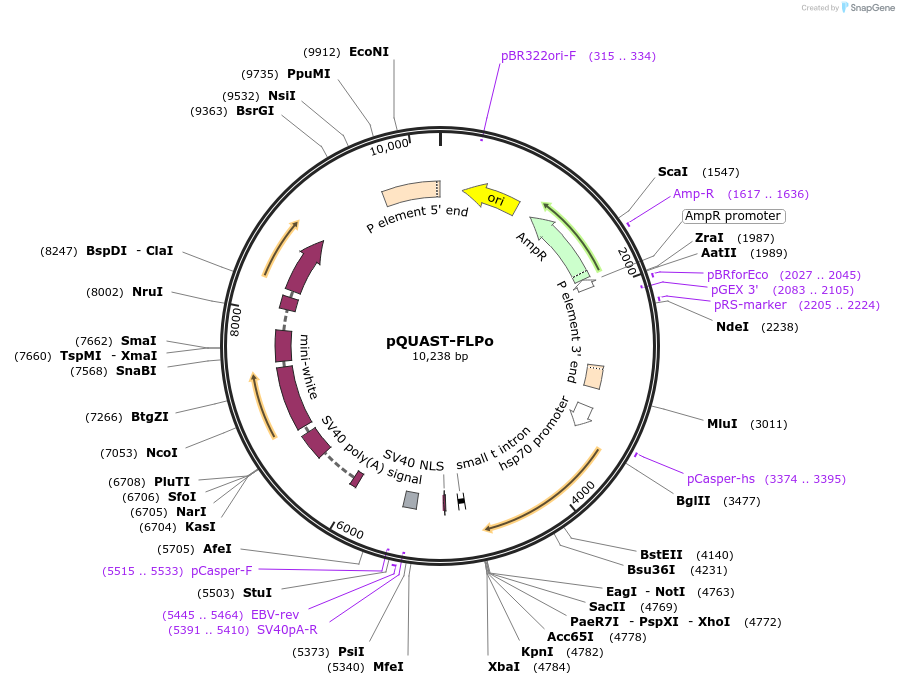 24357-plasmid-map-sequence-id-11389