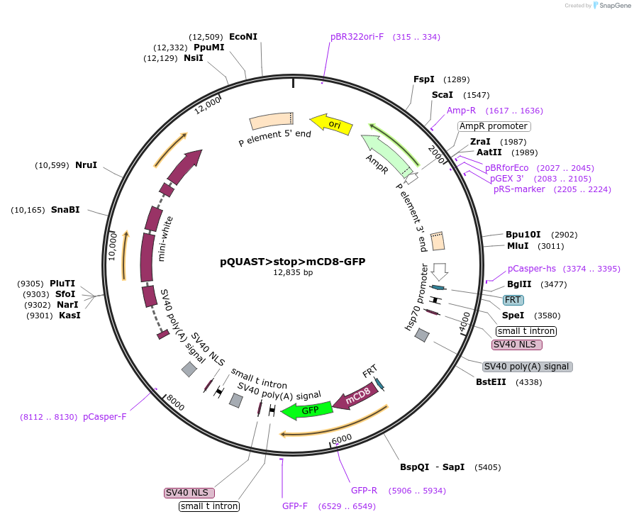 24361-plasmid-map-sequence-id-11392