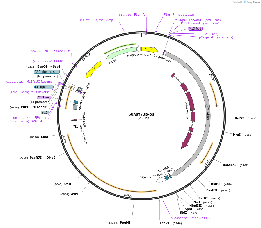 24366-plasmid-map-sequence-id-11397