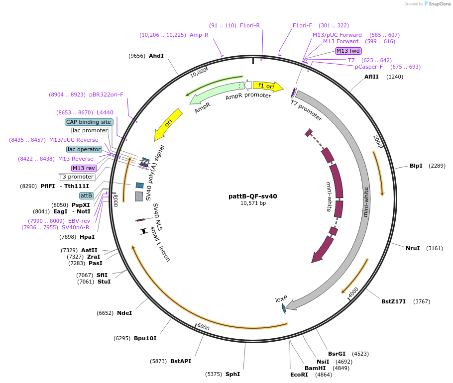 24367-plasmid-map-sequence-id-11398