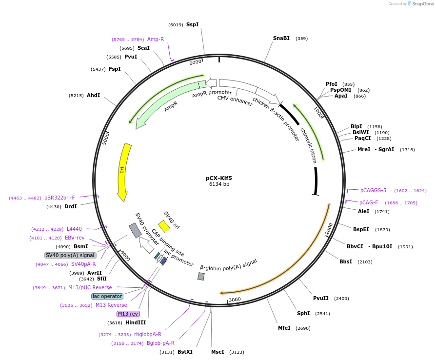 66657-plasmid-map-sequence-id-113989