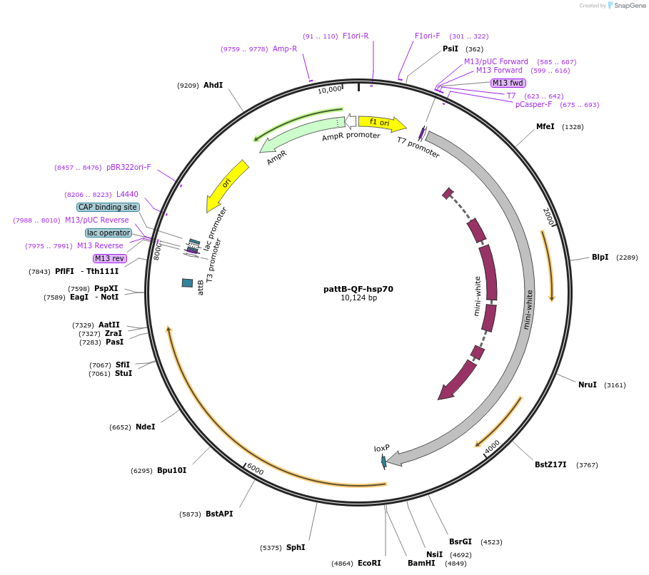 24368-plasmid-map-sequence-id-11399