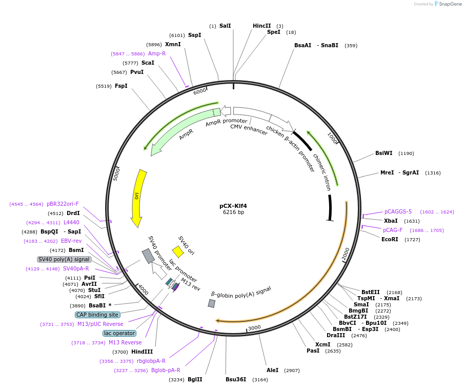 66656-plasmid-map-sequence-id-113992