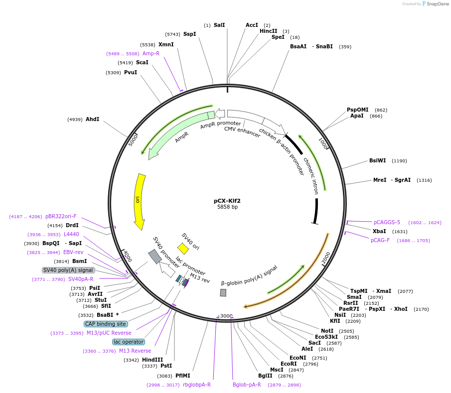 66655-plasmid-map-sequence-id-113993