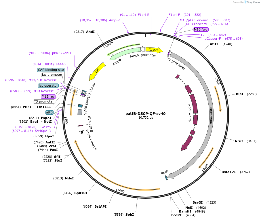 24369-plasmid-map-sequence-id-11400