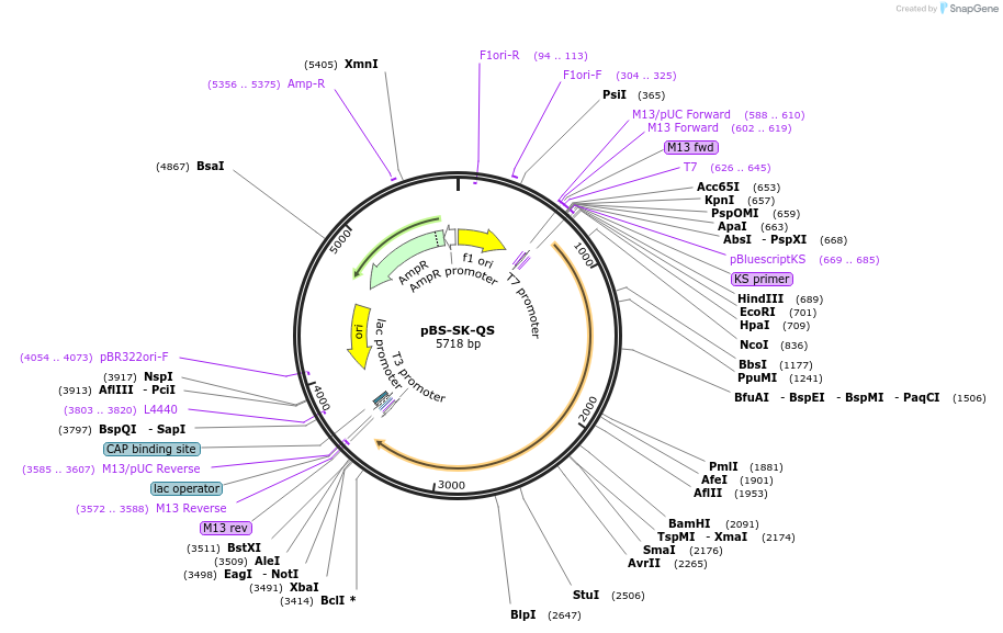 24370-plasmid-map-sequence-id-11401