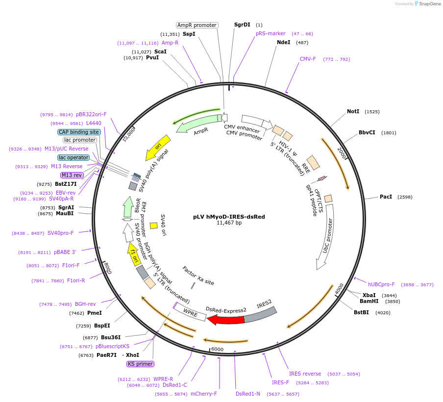 66631-plasmid-map-sequence-id-114011