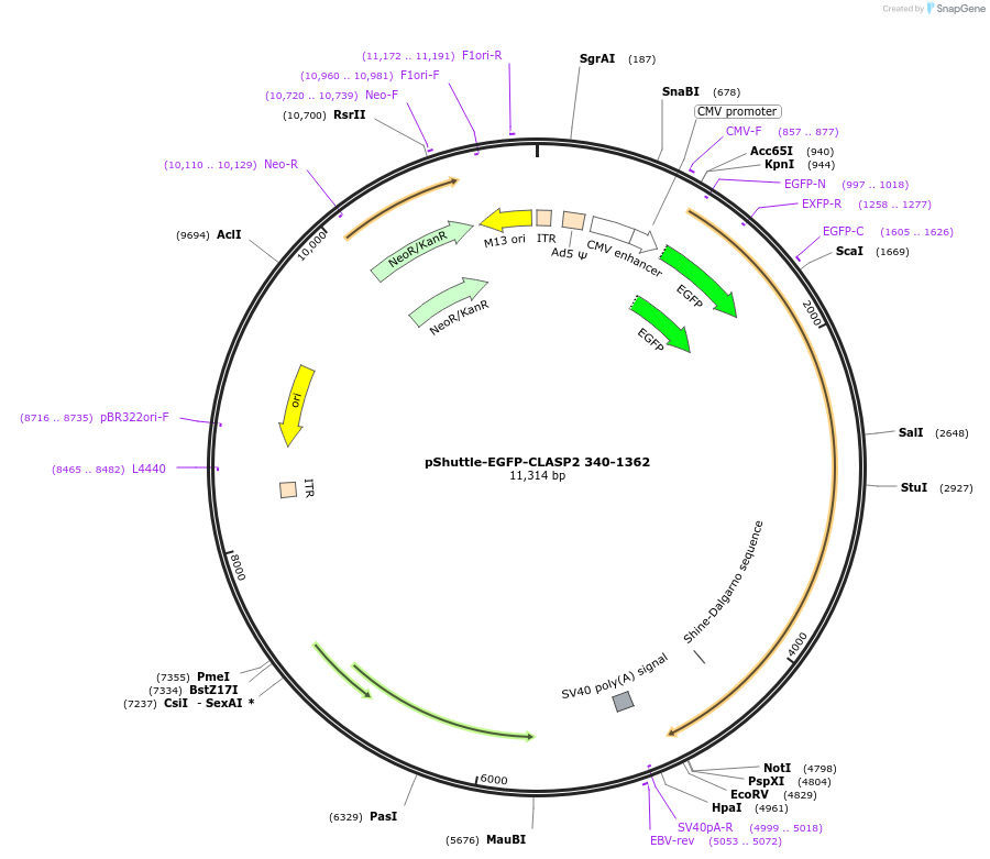 24372-plasmid-map-sequence-id-11403