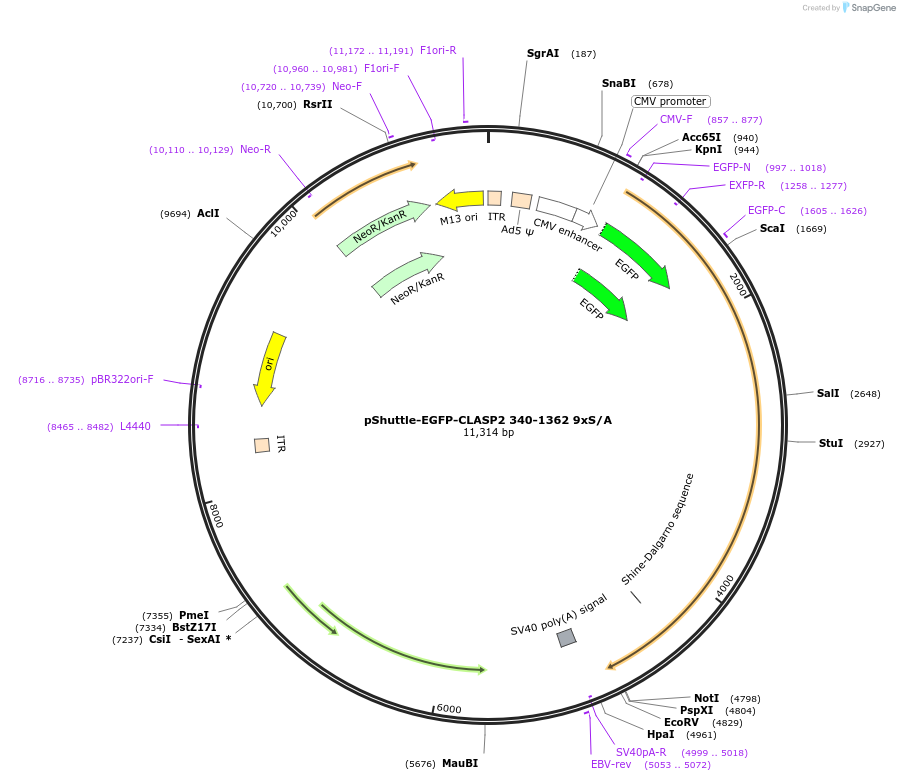 24373-plasmid-map-sequence-id-11404