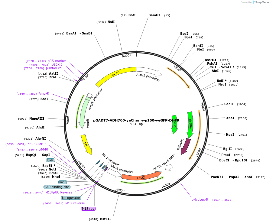 24378-plasmid-map-sequence-id-11405