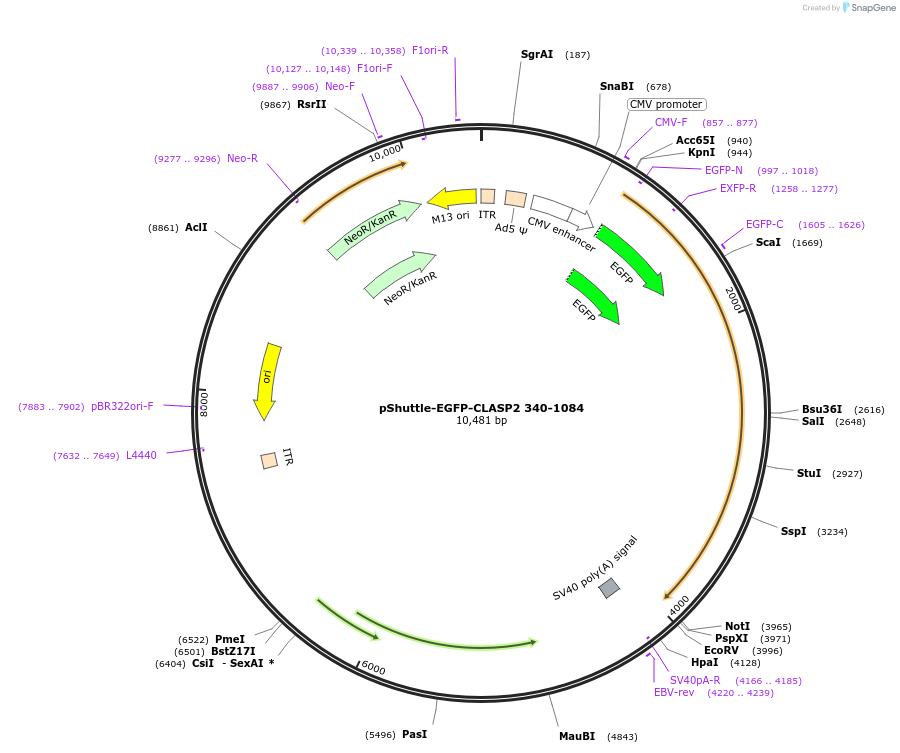 24383-plasmid-map-sequence-id-11406
