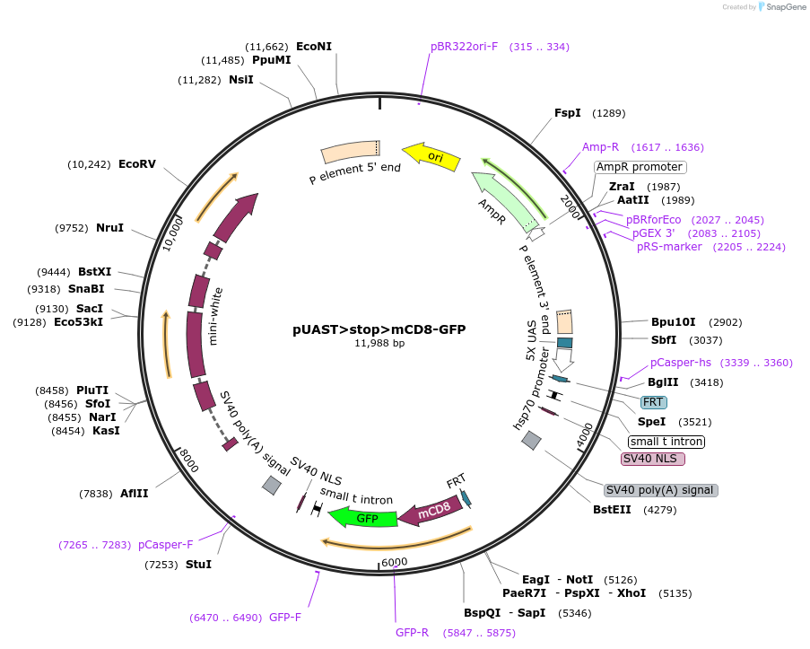 24385-plasmid-map-sequence-id-11408