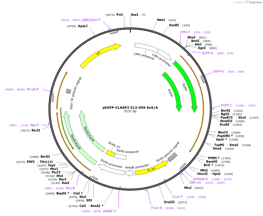 24410-plasmid-map-sequence-id-11410
