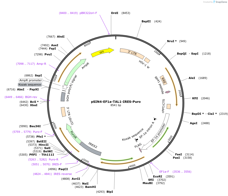 61065-plasmid-map-sequence-id-114112