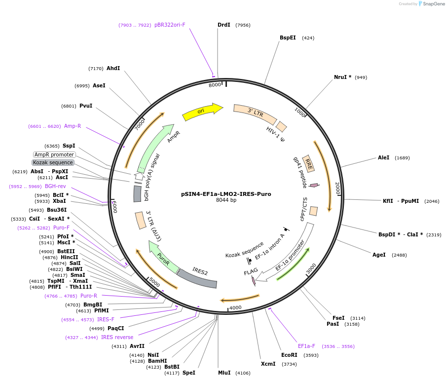 61064-plasmid-map-sequence-id-114115