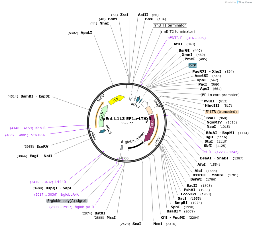 24415-plasmid-map-sequence-id-11412