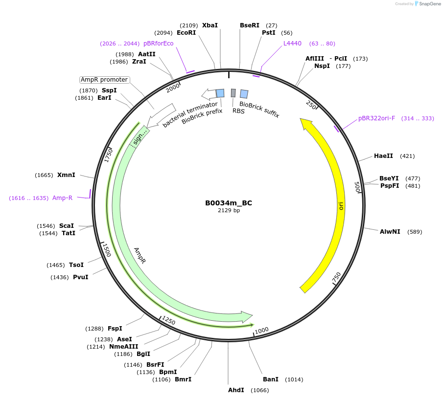 66022-plasmid-map-sequence-id-114152