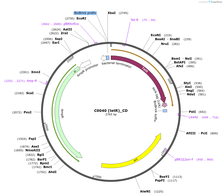 66027-plasmid-map-sequence-id-114172