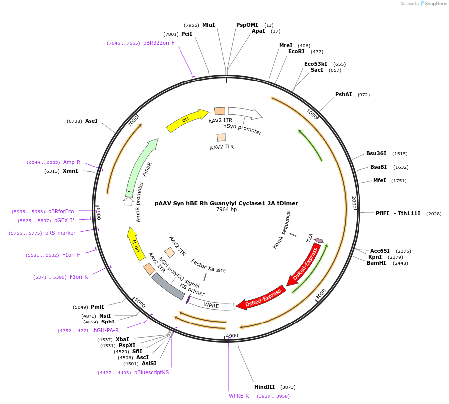 66779-plasmid-map-sequence-id-114201
