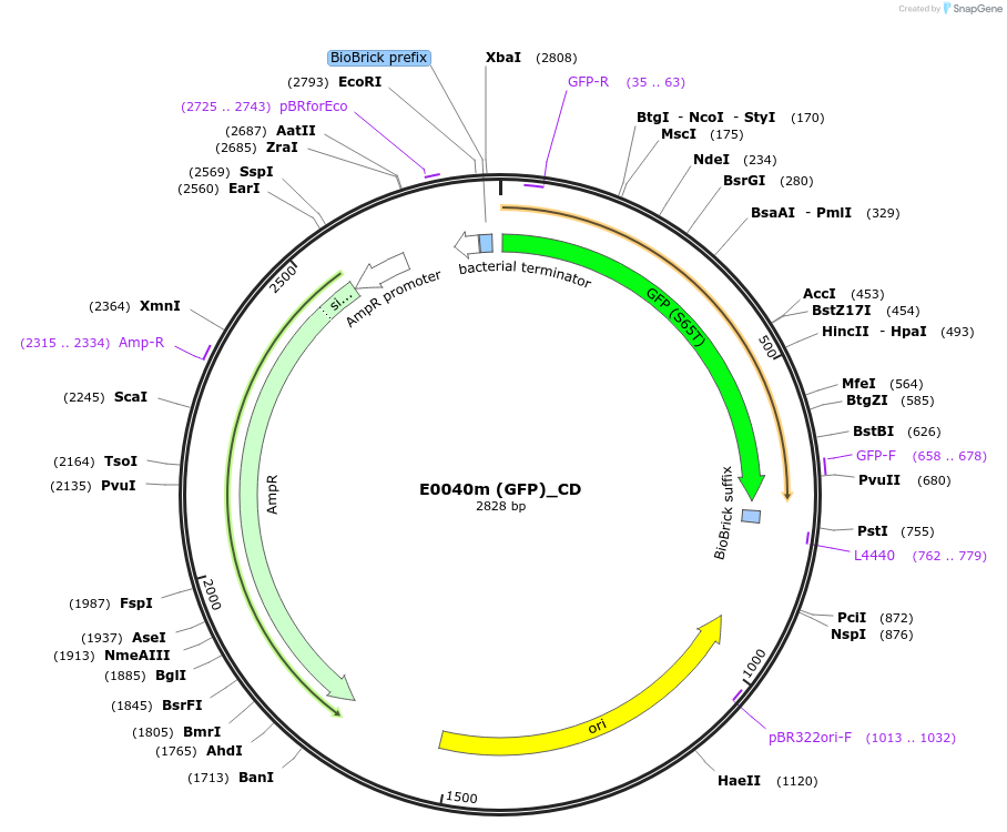 66032-plasmid-map-sequence-id-114207