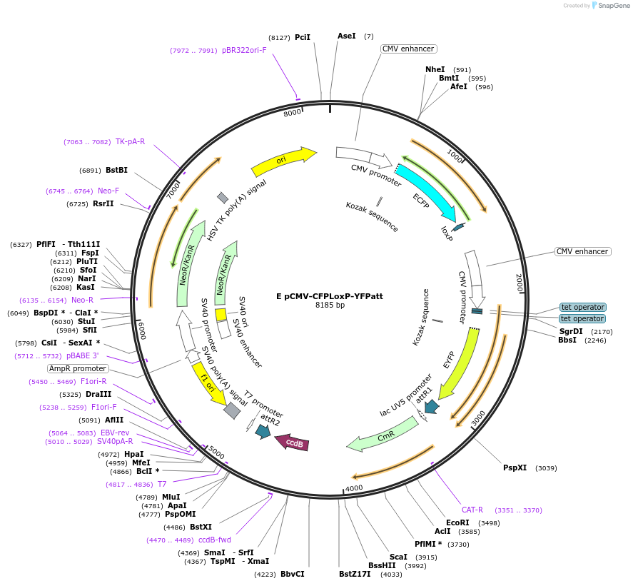 24509-plasmid-map-sequence-id-11421