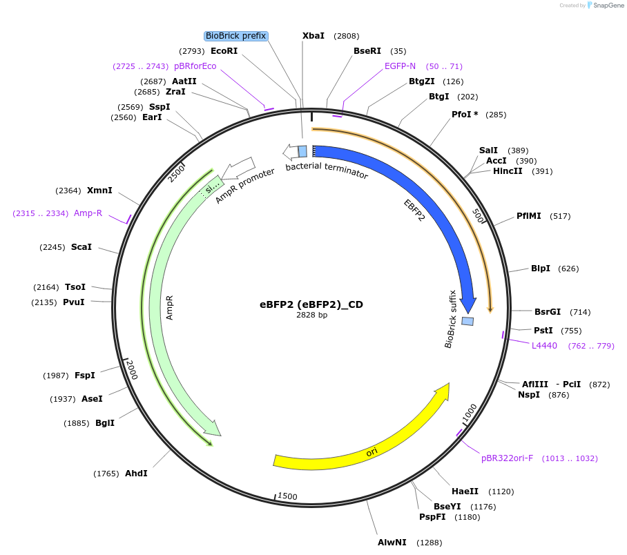 66034-plasmid-map-sequence-id-114213