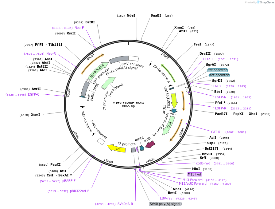 24510-plasmid-map-sequence-id-11422