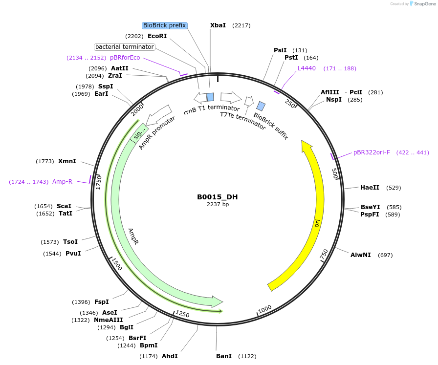 66038-plasmid-map-sequence-id-114226