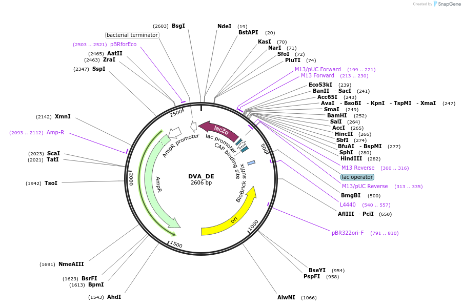 66046-plasmid-map-sequence-id-114279