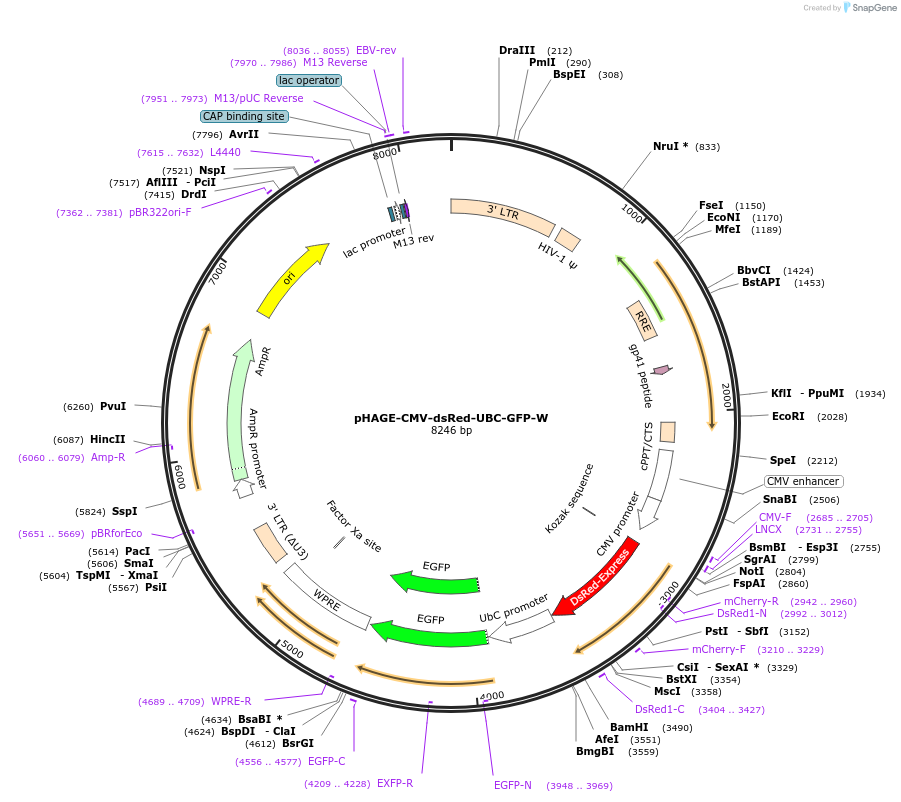 24526-plasmid-map-sequence-id-11428