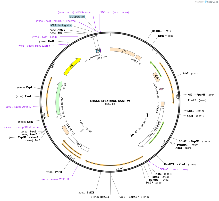 24527-plasmid-map-sequence-id-11429
