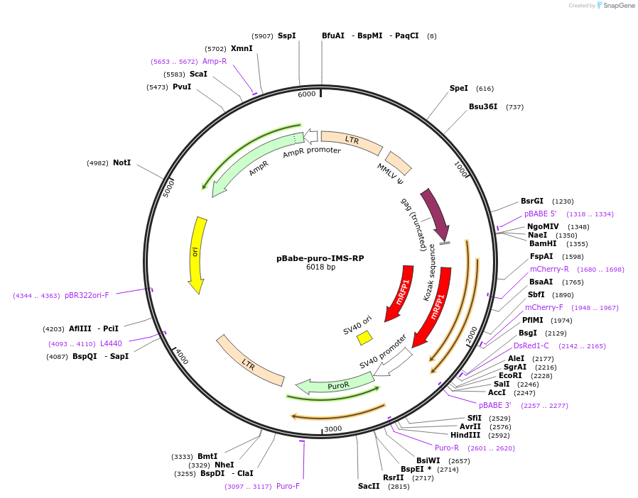 24535-plasmid-map-sequence-id-11432
