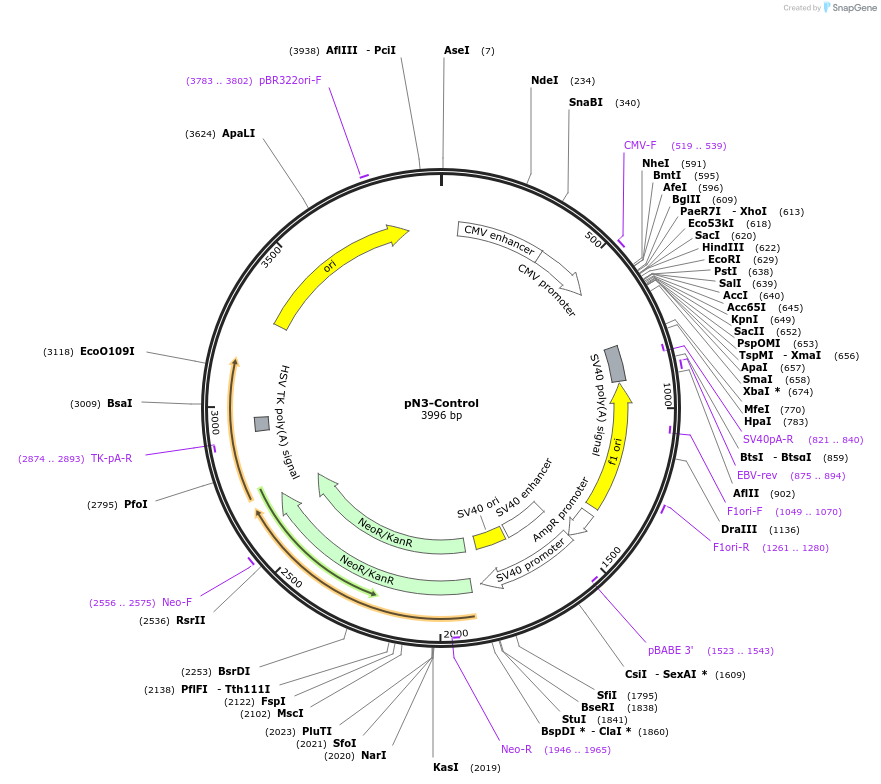 24544-plasmid-map-sequence-id-11435