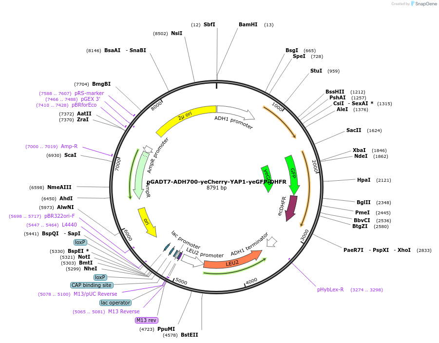 24549-plasmid-map-sequence-id-11437