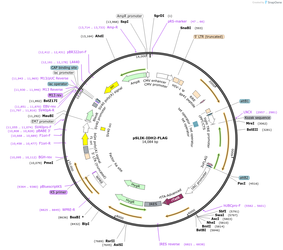 66806-plasmid-map-sequence-id-114383