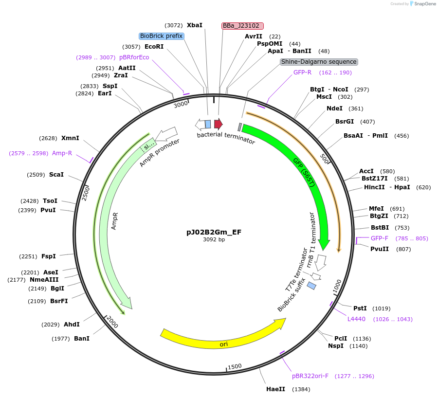 66058-plasmid-map-sequence-id-114408