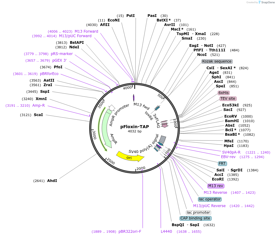 24555-plasmid-map-sequence-id-11441