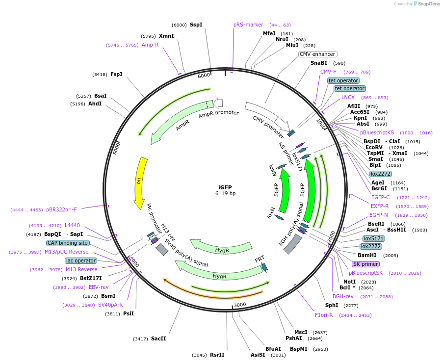 66589-plasmid-map-sequence-id-114417