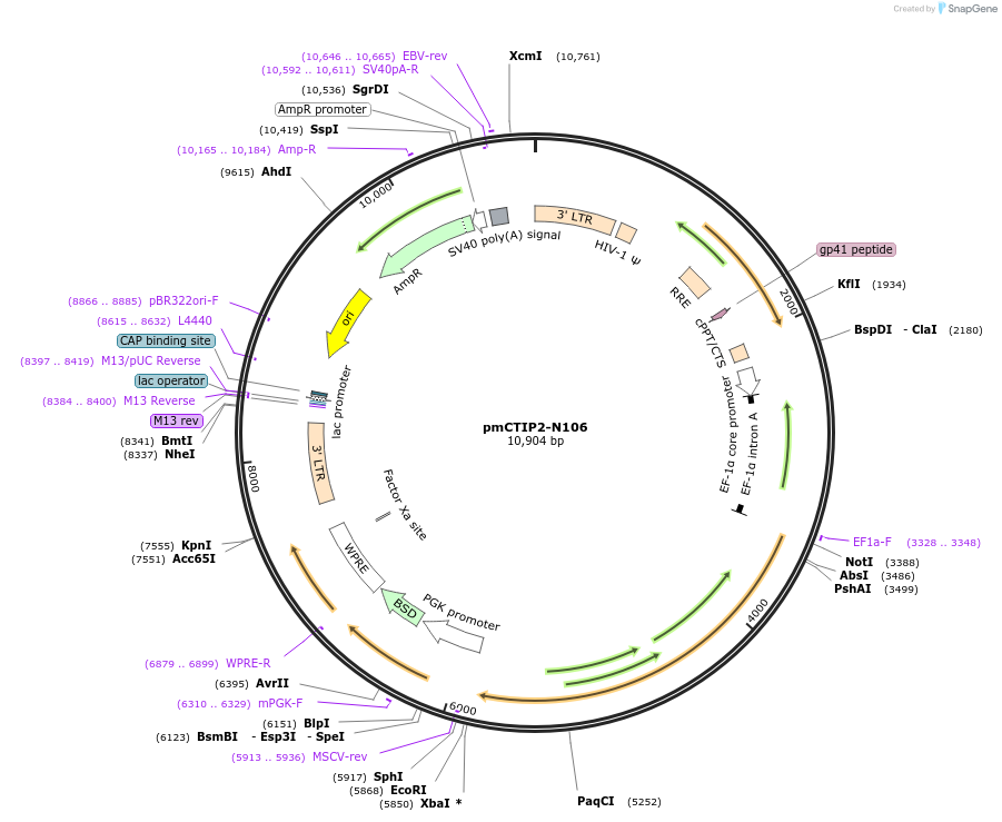 66808-plasmid-map-sequence-id-114419
