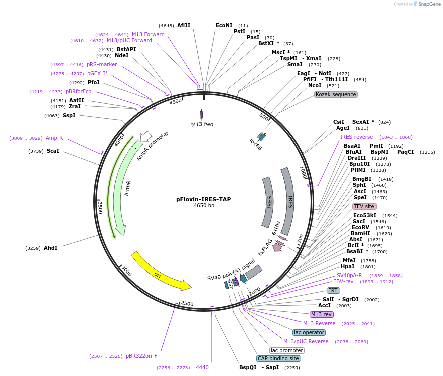 24556-plasmid-map-sequence-id-11442
