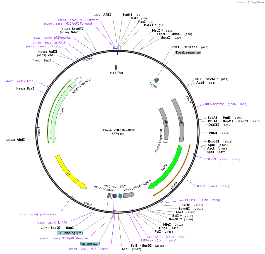 24557-plasmid-map-sequence-id-11443